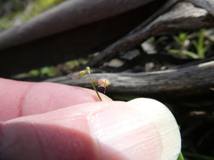 Stenopetalum sphaerocarpum