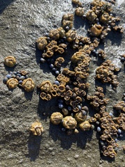 Chthamalus antennatus