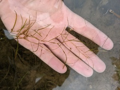 Potamogeton strictifolius