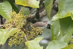 Staphida castaniceps