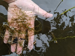 Potamogeton strictifolius