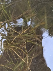 Potamogeton strictifolius