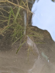 Potamogeton strictifolius