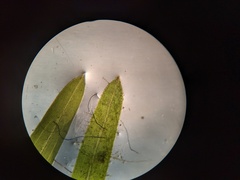 Potamogeton strictifolius