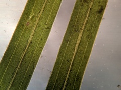 Potamogeton strictifolius