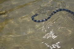 Laticauda laticaudata