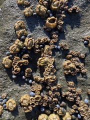 Chthamalus antennatus