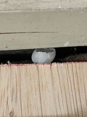 Hemidactylus turcicus