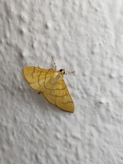 Dichocrocis revidata