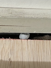 Hemidactylus turcicus