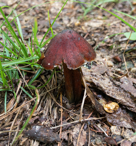 Eastatoe Gorge Spur Trail