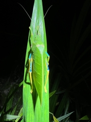 Phyllozelus infumatus