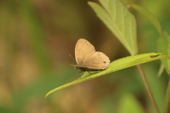 Cissia themis