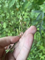 Delphinium exaltatum