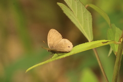 Cissia themis