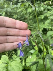Delphinium exaltatum