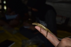 Sphenomorphus sanctus