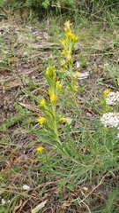 Ericameria parryi