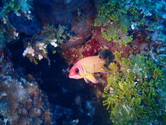 Sargocentron melanospilos