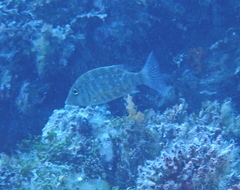 Lethrinus obsoletus