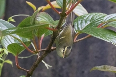 Phylloscopus intensior muleyitensis