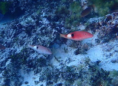 Parupeneus pleurostigma