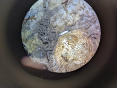 Patro australis
