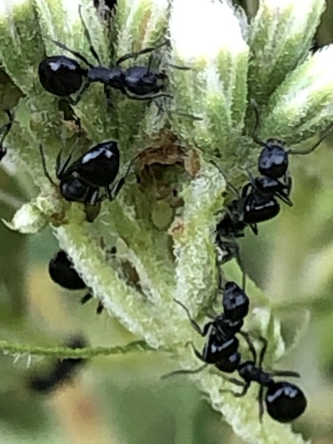 Taschenberg's Odorous Ant photo 4