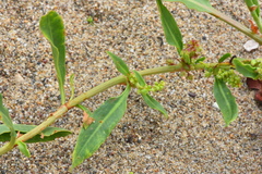 Rumex crassus