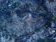 Tridacna derasa