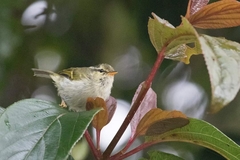 Phylloscopus intensior muleyitensis