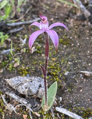 Caladenia hirta rosea