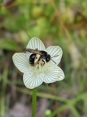 Andrena parnassiae