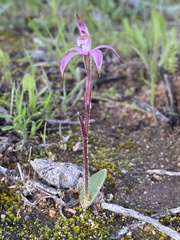 Caladenia hirta rosea