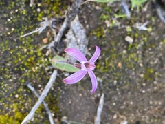 Caladenia hirta rosea
