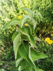Salvia polystachia
