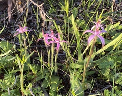 Caladenia hirta rosea