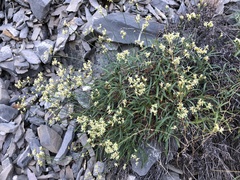 Eriogonum brevicaule