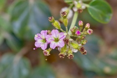 Acleisanthes chenopodioides