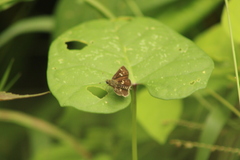 Dardarina dardaris