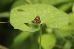 Dardarina dardaris