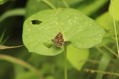 Dardarina dardaris