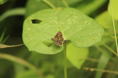 Dardarina dardaris