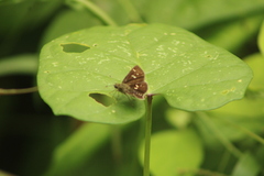 Dardarina dardaris