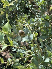 Quercus palmeri