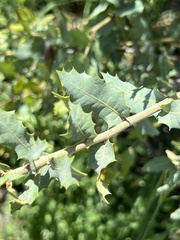 Quercus palmeri