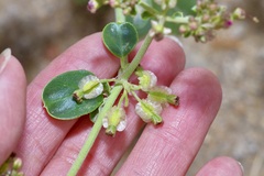 Acleisanthes chenopodioides