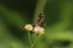 Calydna venusta venusta