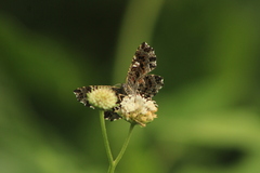 Calydna venusta venusta