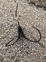 Proboscidea althaeifolia